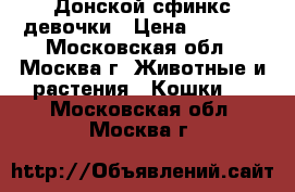 Донской сфинкс девочки › Цена ­ 8 000 - Московская обл., Москва г. Животные и растения » Кошки   . Московская обл.,Москва г.